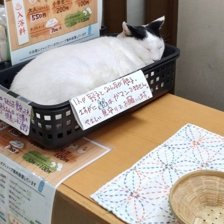 天狗湯の猫の画像です