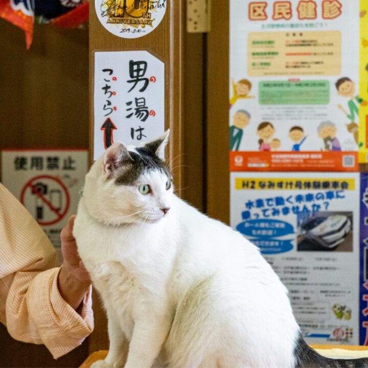 天狗湯の猫の画像です