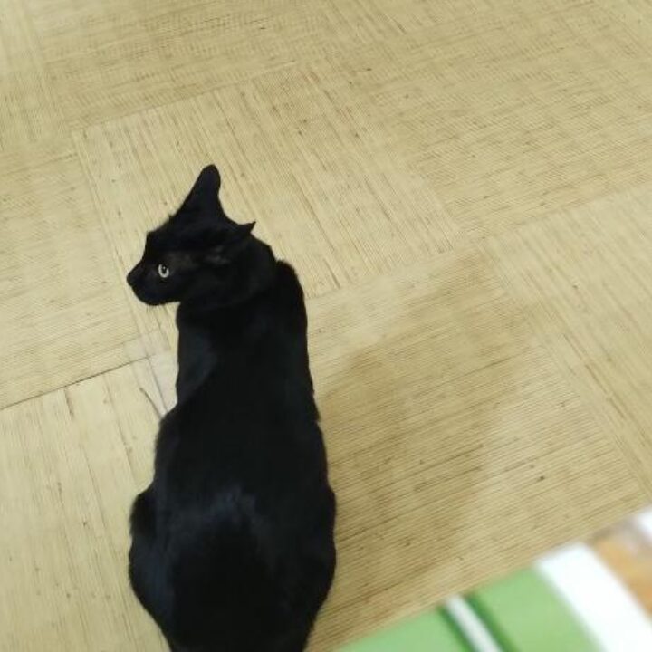 天狗湯の猫の画像です